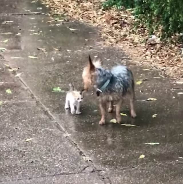 Cute : Une petite chienne sauve un chaton abandonné et le ramène à la maison