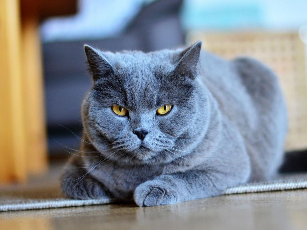 Les passages piétons, c'est pas pour les chiens (mais pour les chats)