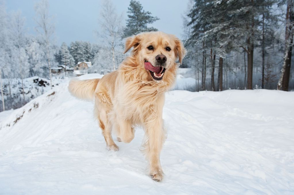 Pour récupérer sa balle, ce chien n'a pas peur de la neige !