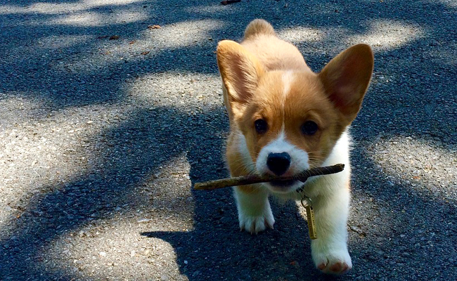 Ce bébé et ce corgi sont les meilleurs amis du monde