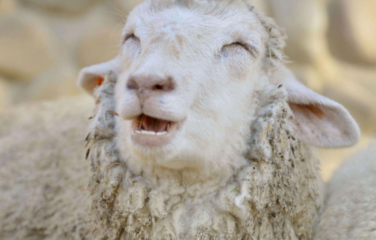 Ce mouton se venge de son berger avec la manière !