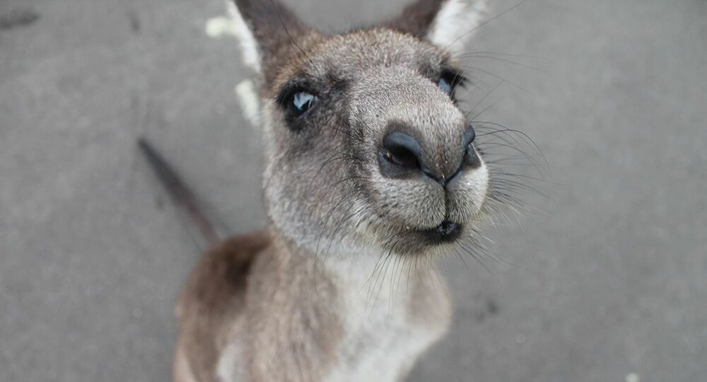 Australie : Même les kangourous volent le papier toilette