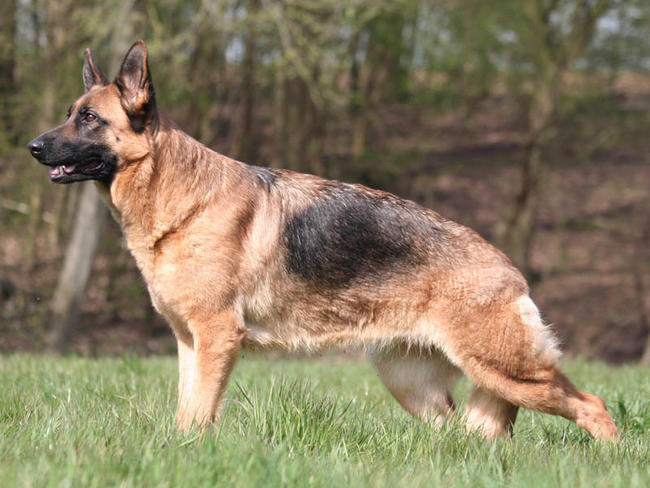 Ce chien très intelligent fait quelque chose qui va vous surprendre