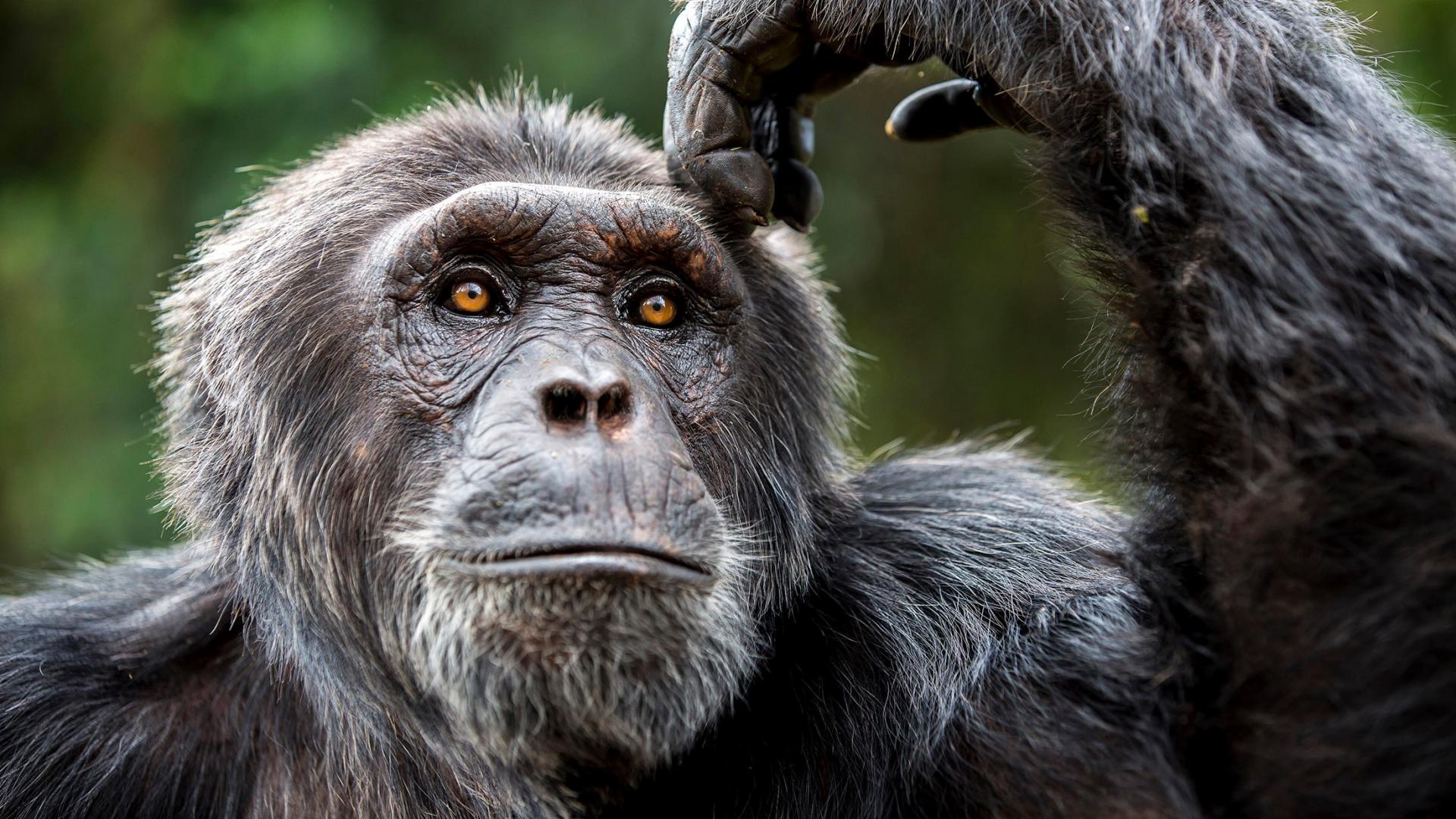 Ce chimpanzé est (vraiment) tombé sous le charme de cette femme