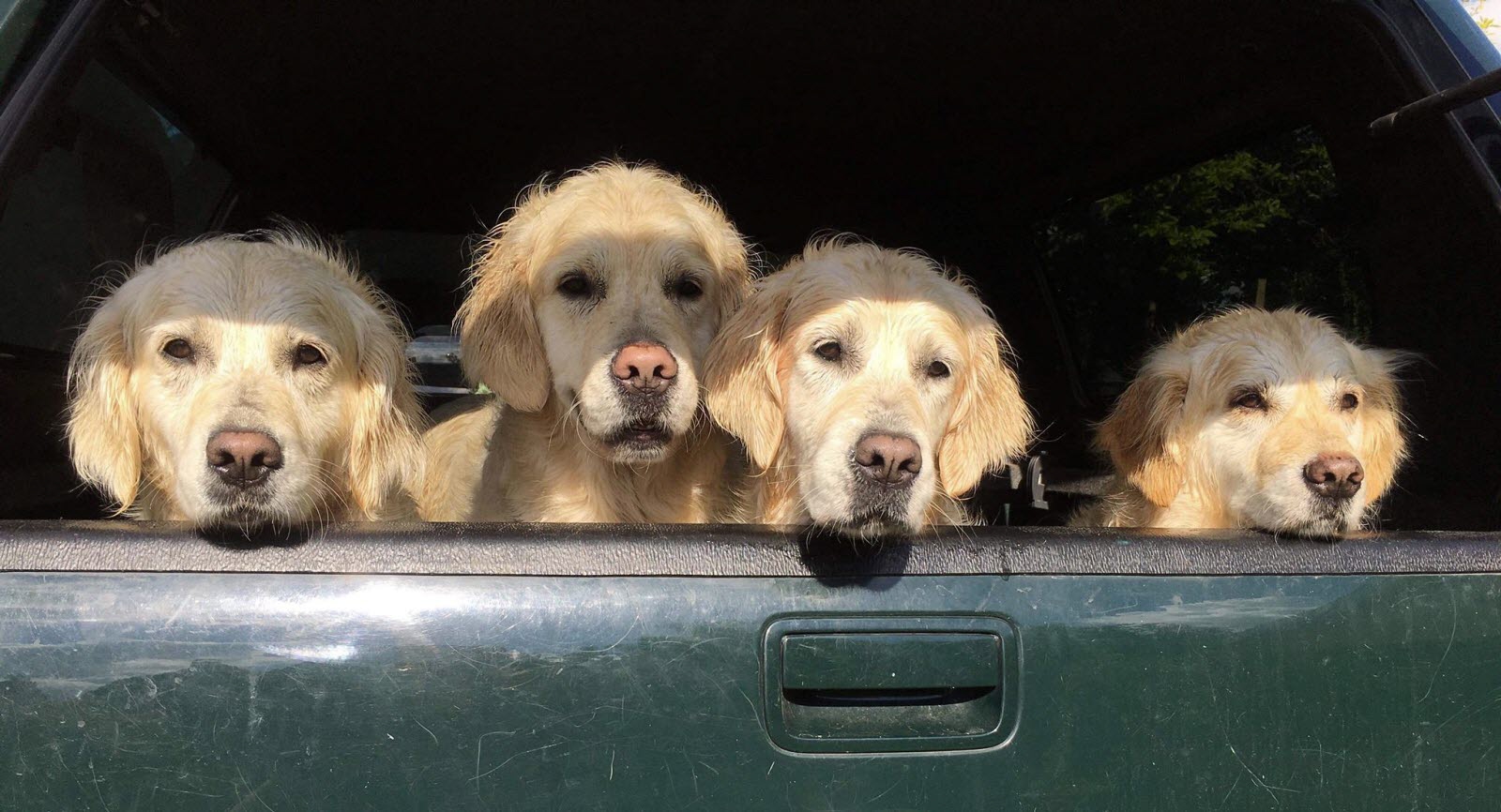 Ces golden retrievers avaient vraiment envie de jouer... dans la boue !