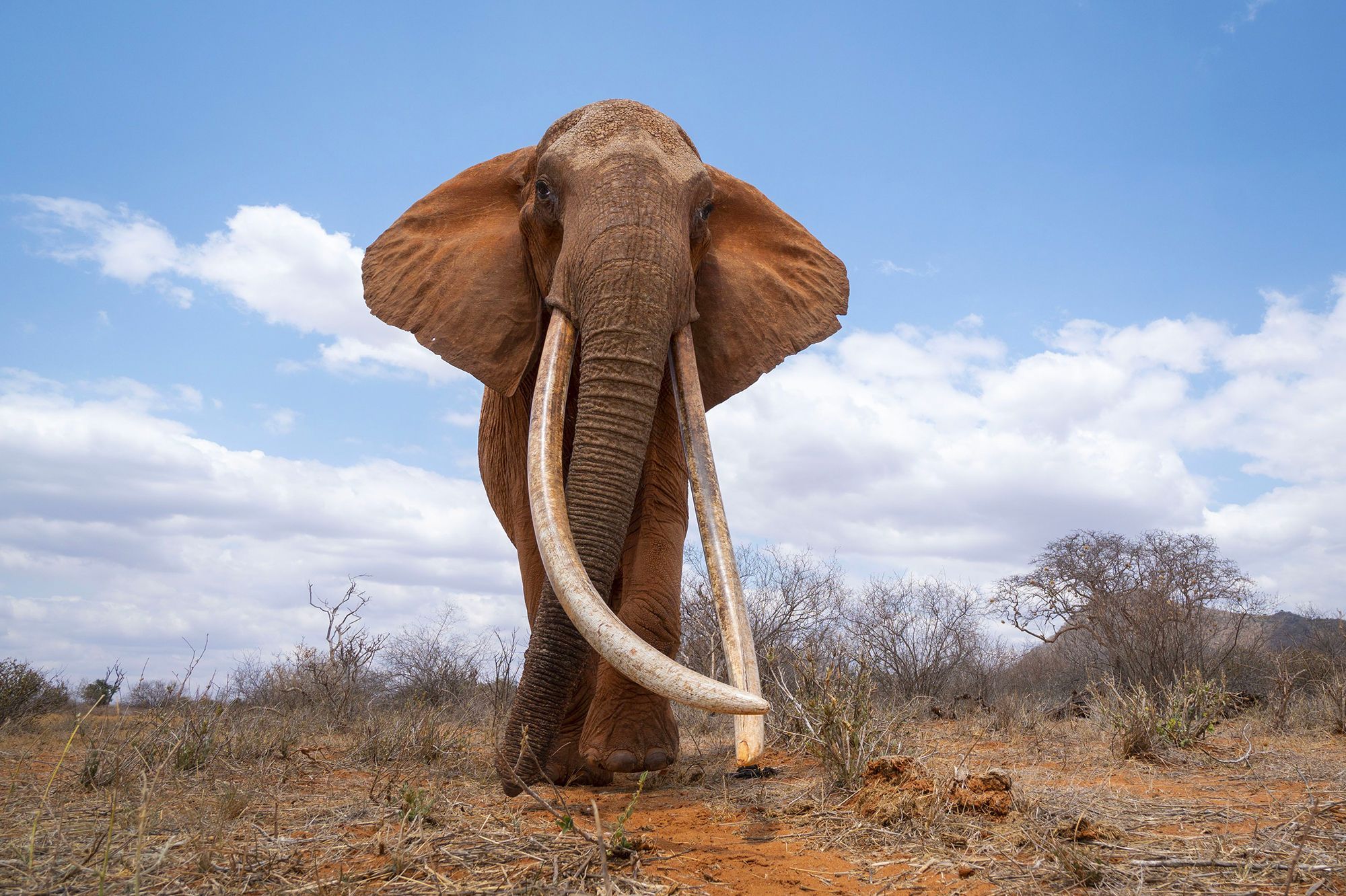 Chine : ces éléphants ont un peu abusé de l'alcool !