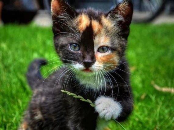 Cute : Un chaton joue au gros dur et taquine une tortue