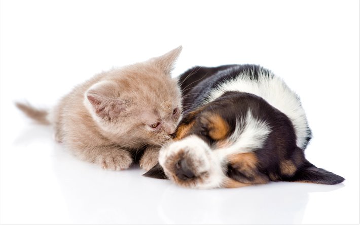 Cute : Un chiot fait un gros câlin à un chaton