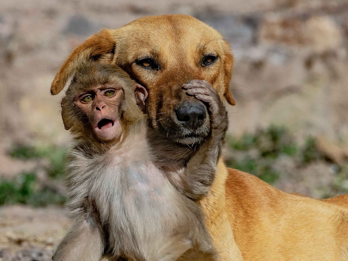 Cute : Une chienne adopte un bébé singe orphelin