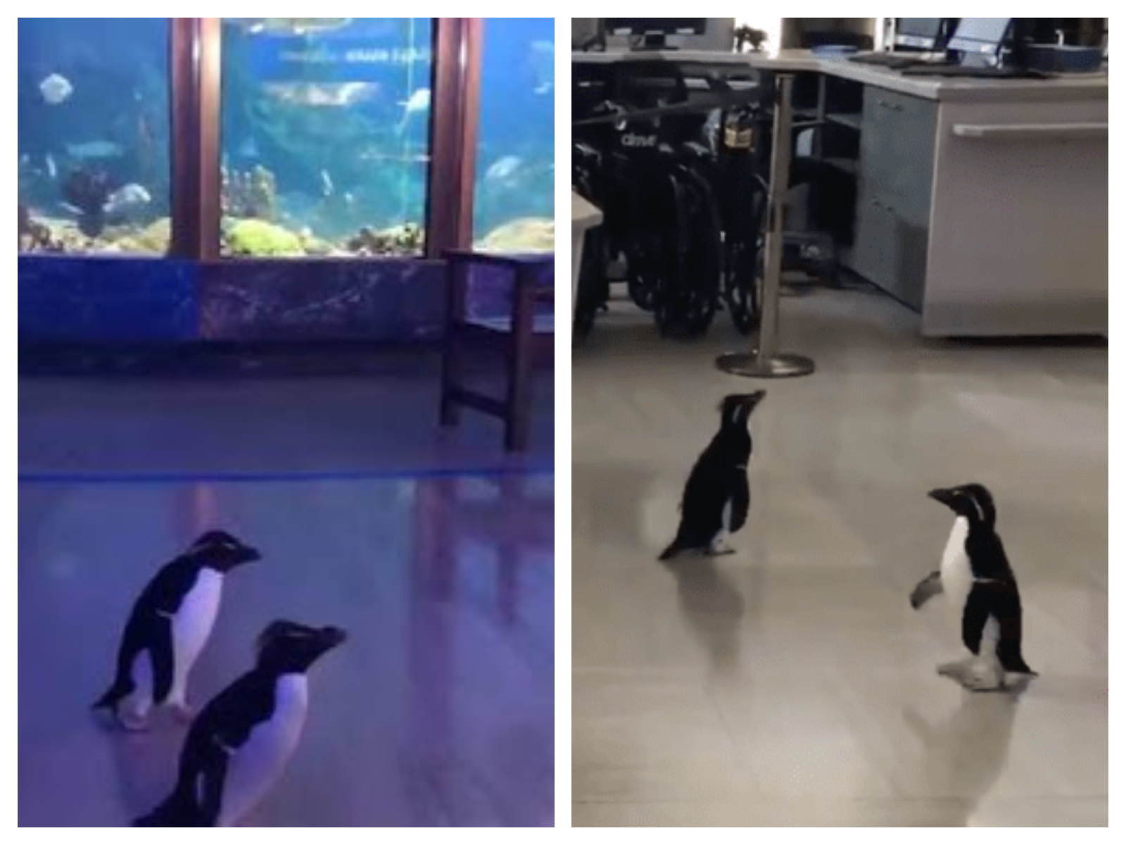 Dans cet aquarium, les pingouins sont les seuls visiteurs autorisés !