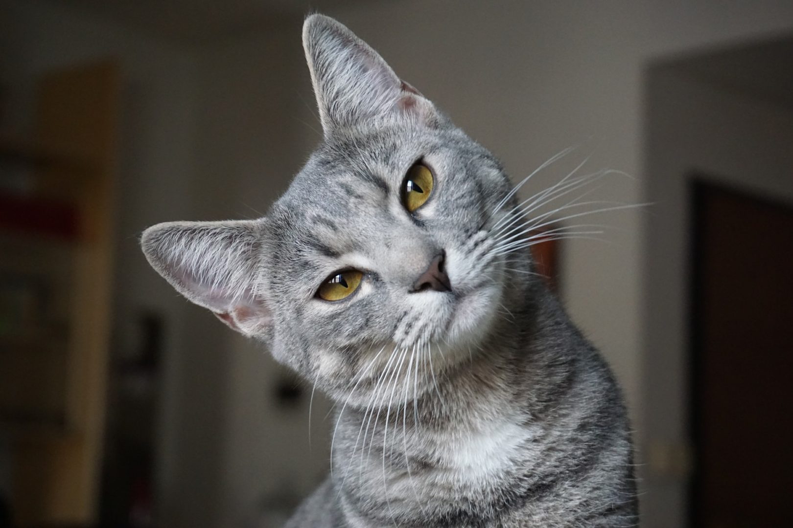 En pleine chorégraphie, elle ne s'attendait pas à une telle réaction de la part de son chat !