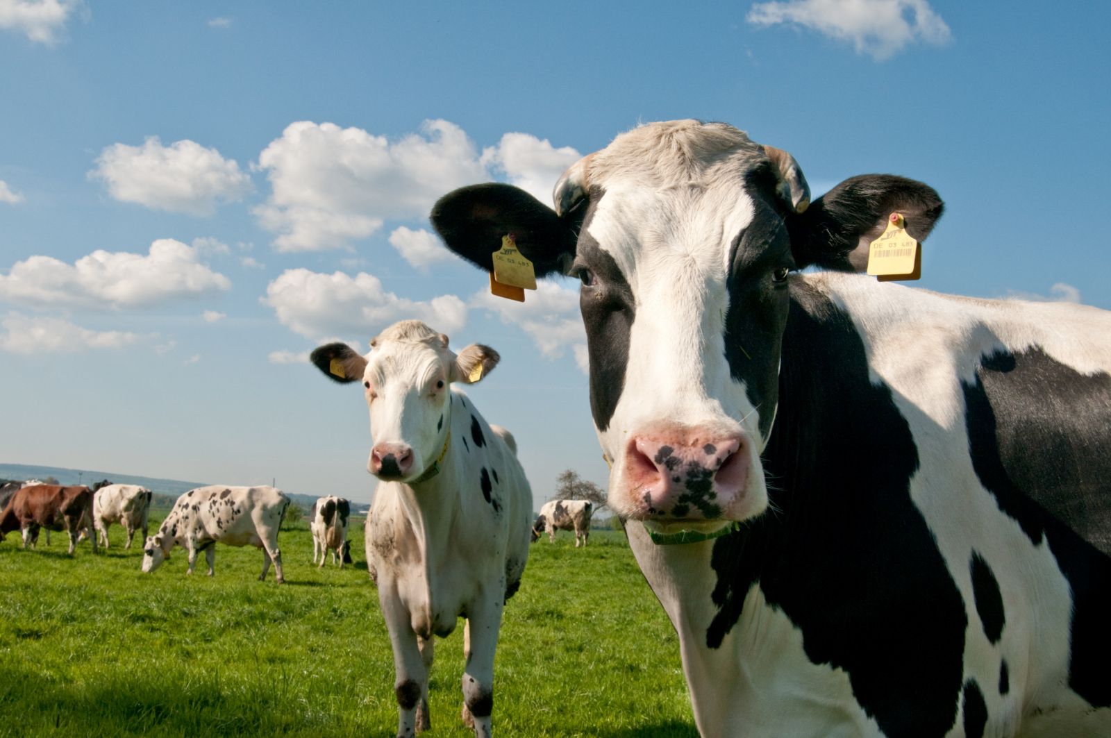 Floride : quand la police émet un avis de recherche pour... une vache !