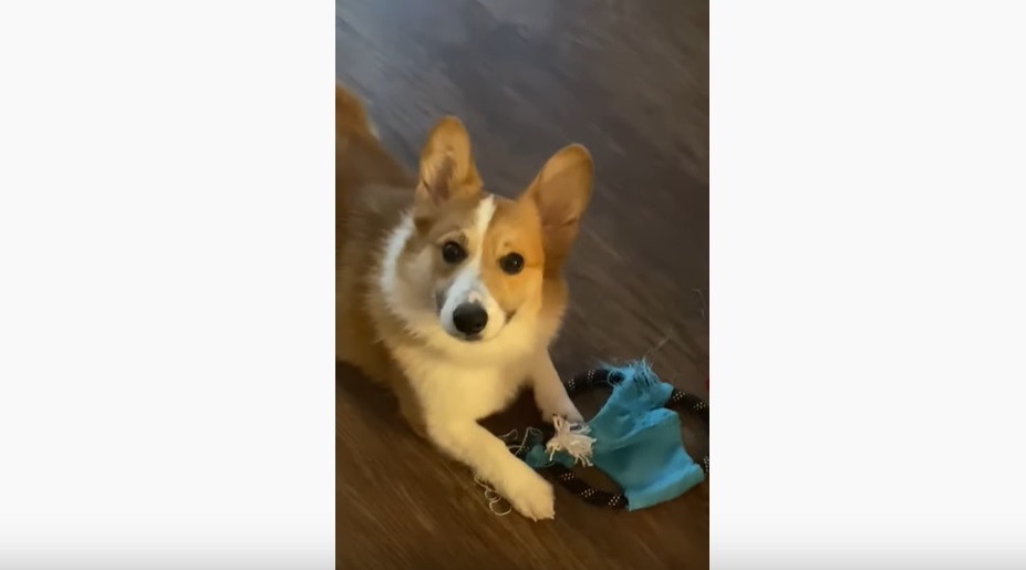 L'adorable réaction de ce chien... après avoir commis une grosse bêtise !