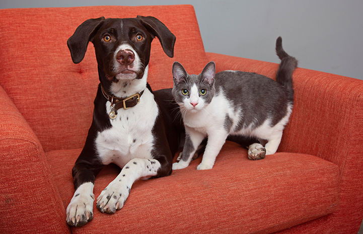 Qui a dit que les chiens et les chats étaient des ennemis ?