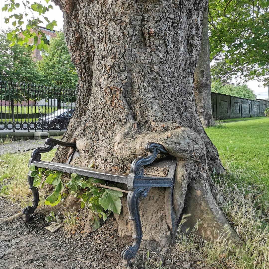 Un &quot;arbre affamé&quot; fait parler de lui à Dublin !