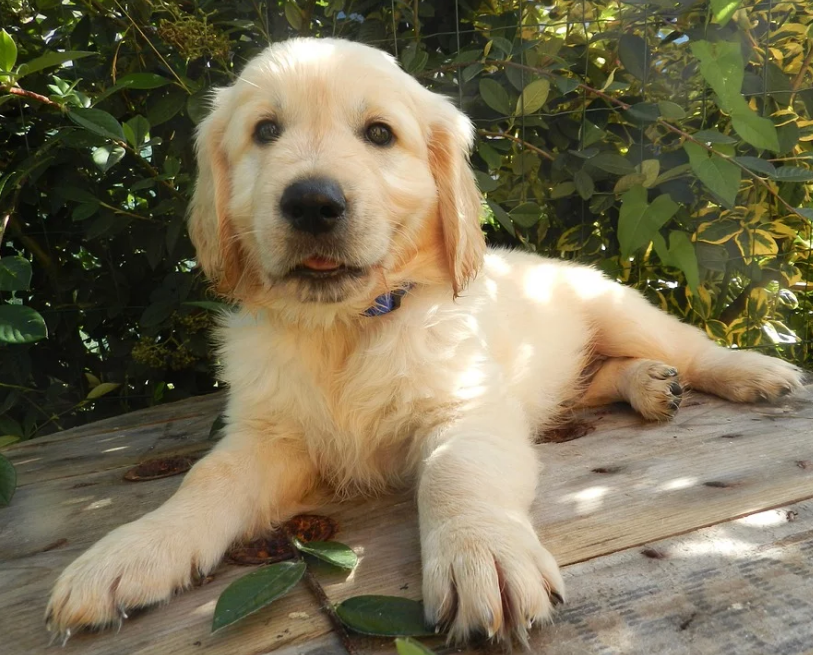 Un homme subit une terrible « attaque » d'adorables chiots qui lui sautent dessus