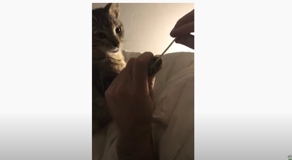 Ce chat s'offre &quot;une pédicure&quot;... et il adore ça !