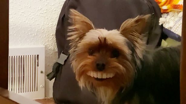 Ce chien vole le dentier de son maître et fait l’impensable