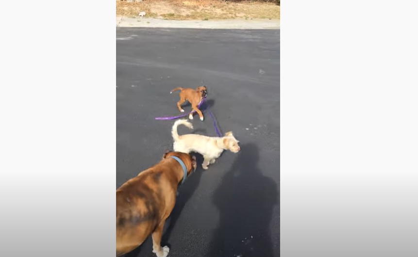 Cet adorable chiot promène... un chien en laisse !