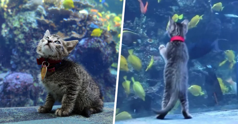 Cute : Des chiots et des chatons visitent un aquarium