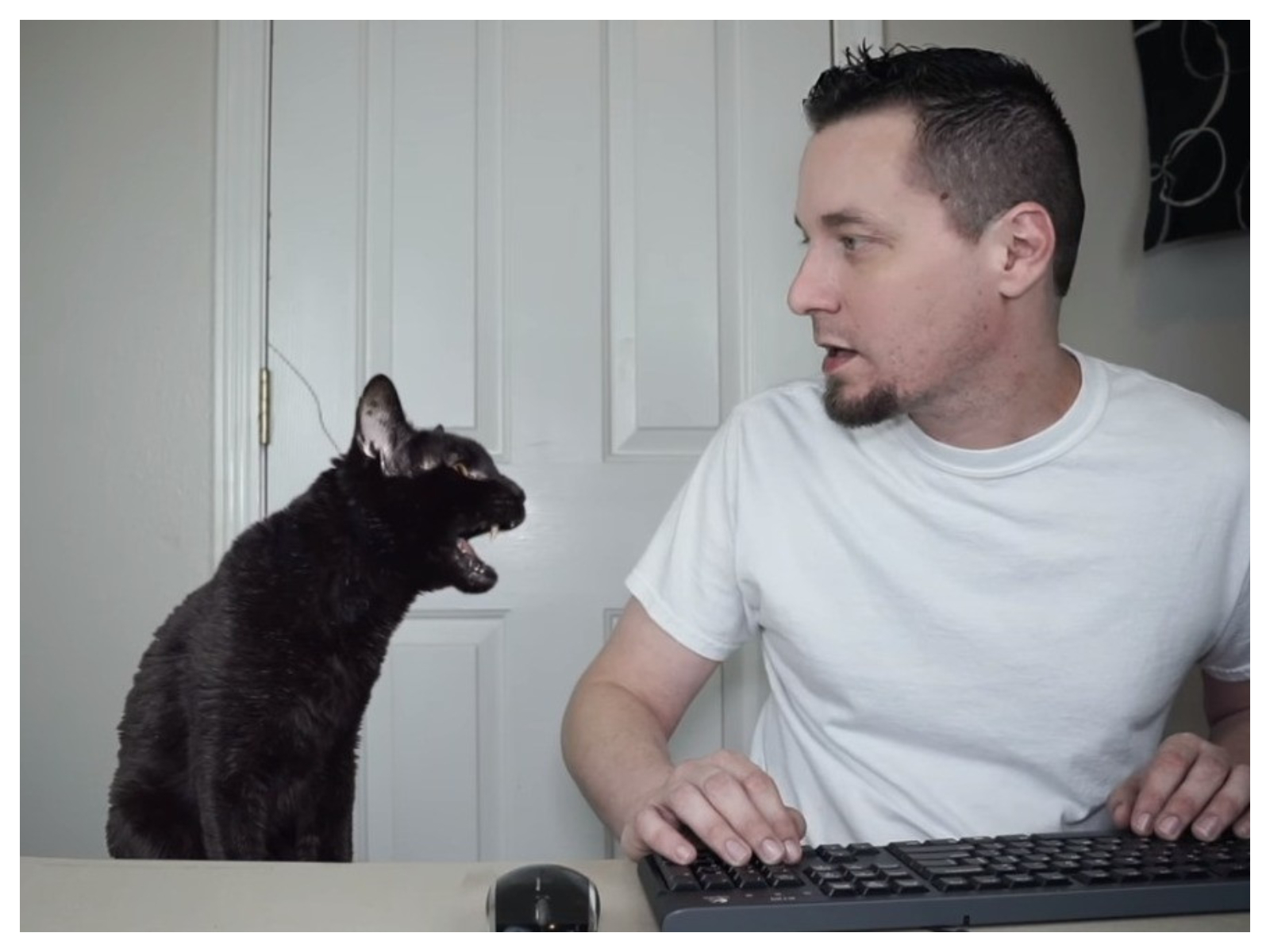 Steve Cash, le YouTubeur des chats est mort à l'âge de 40 ans