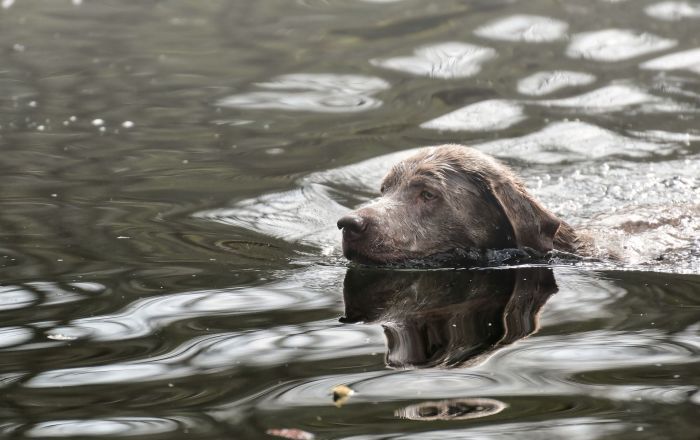 Tombé dans l'eau glacée, ce chien refuse pourtant de l'aide !