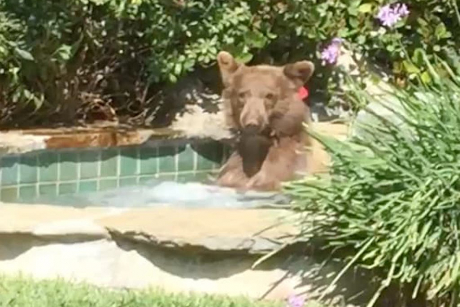 Un couple découvre un ours en train de se détendre dans leur jacuzzi