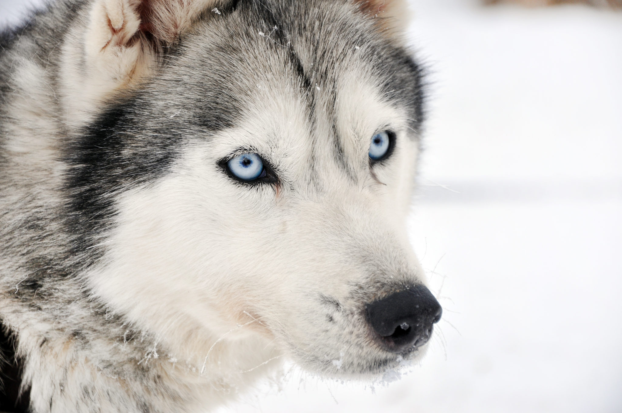 Ce husky ne veut pas que le confinement prenne fin et il va vous dire pourquoi !