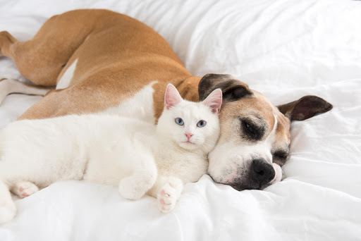 Adorable : Quand un chat réconforte un chien nerveux chez le vétérinaire