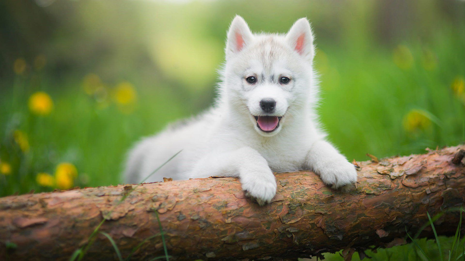 Ce petit husky qui veut s'échapper est absolument adorable !