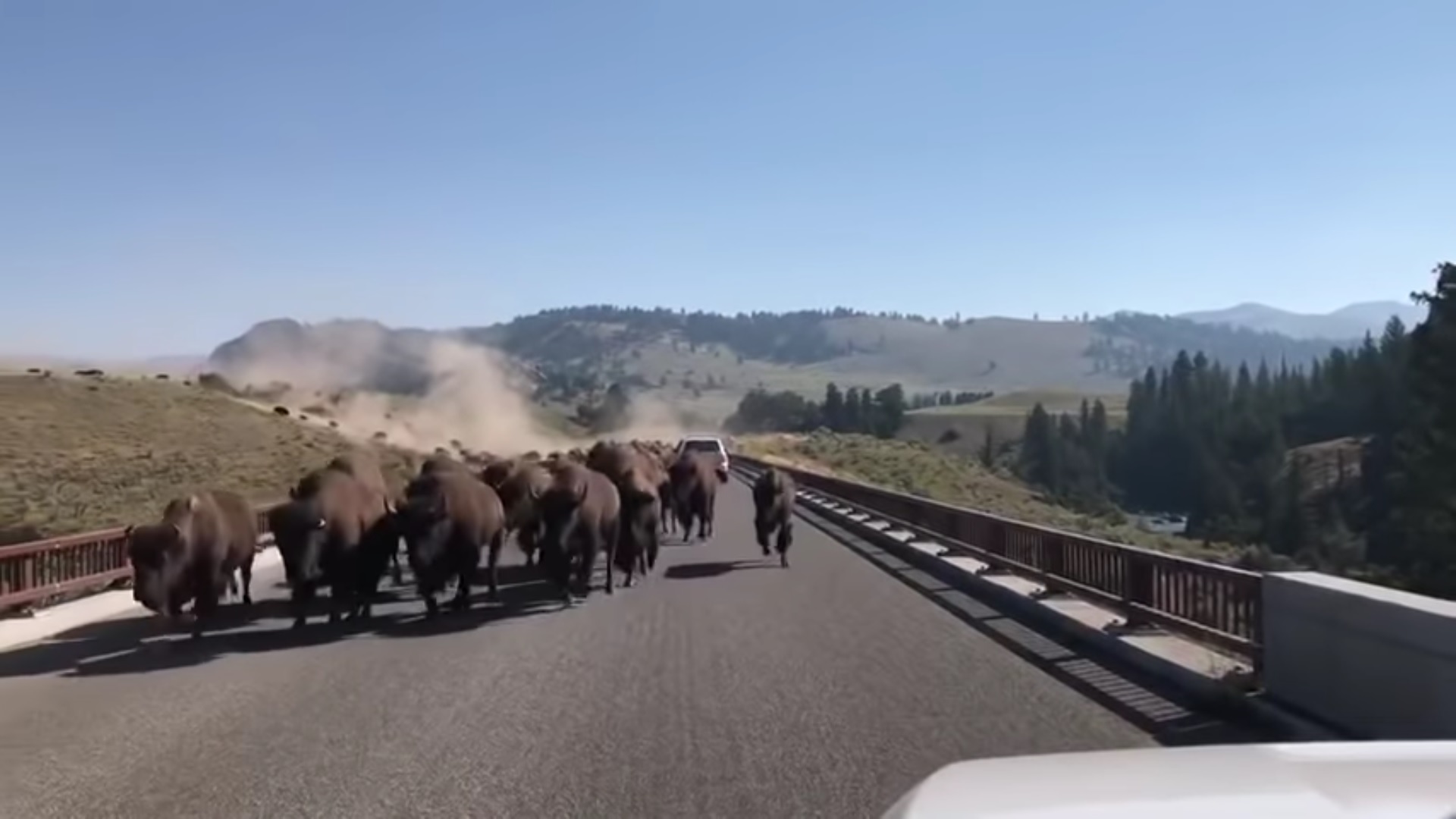 Impressionnant ! Ce troupeau de bisons fait stopper les automobilistes