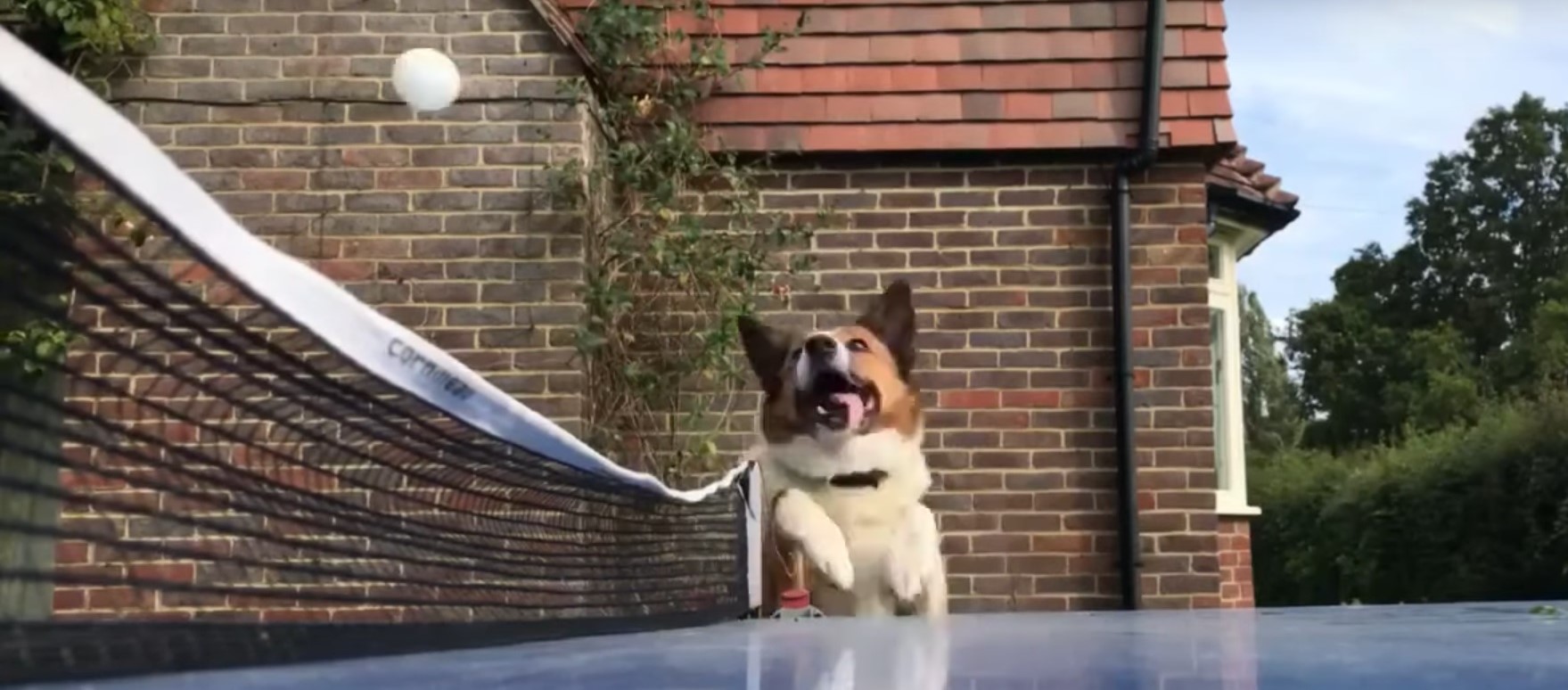 Ce chien devient absolument fou devant une partie de ping-pong