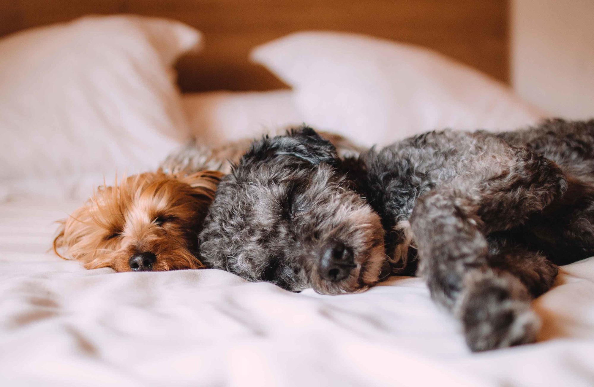 L'incroyable réaction de ces chiens en entendant un simple mot