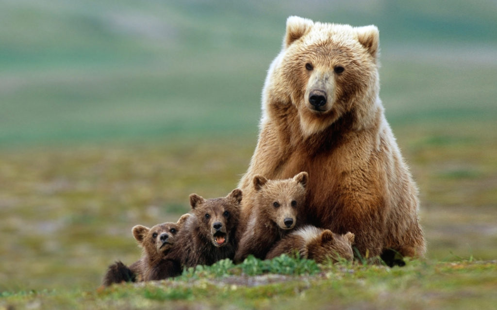 Une maman ours emmène ses enfants faire du... toboggan