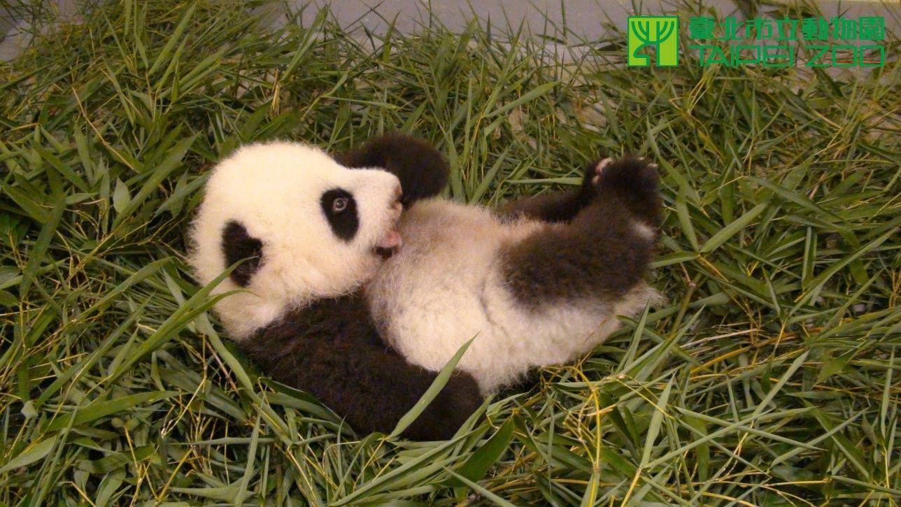 La vidéo trop mignonne d'un bébé panda au zoo de Taipei