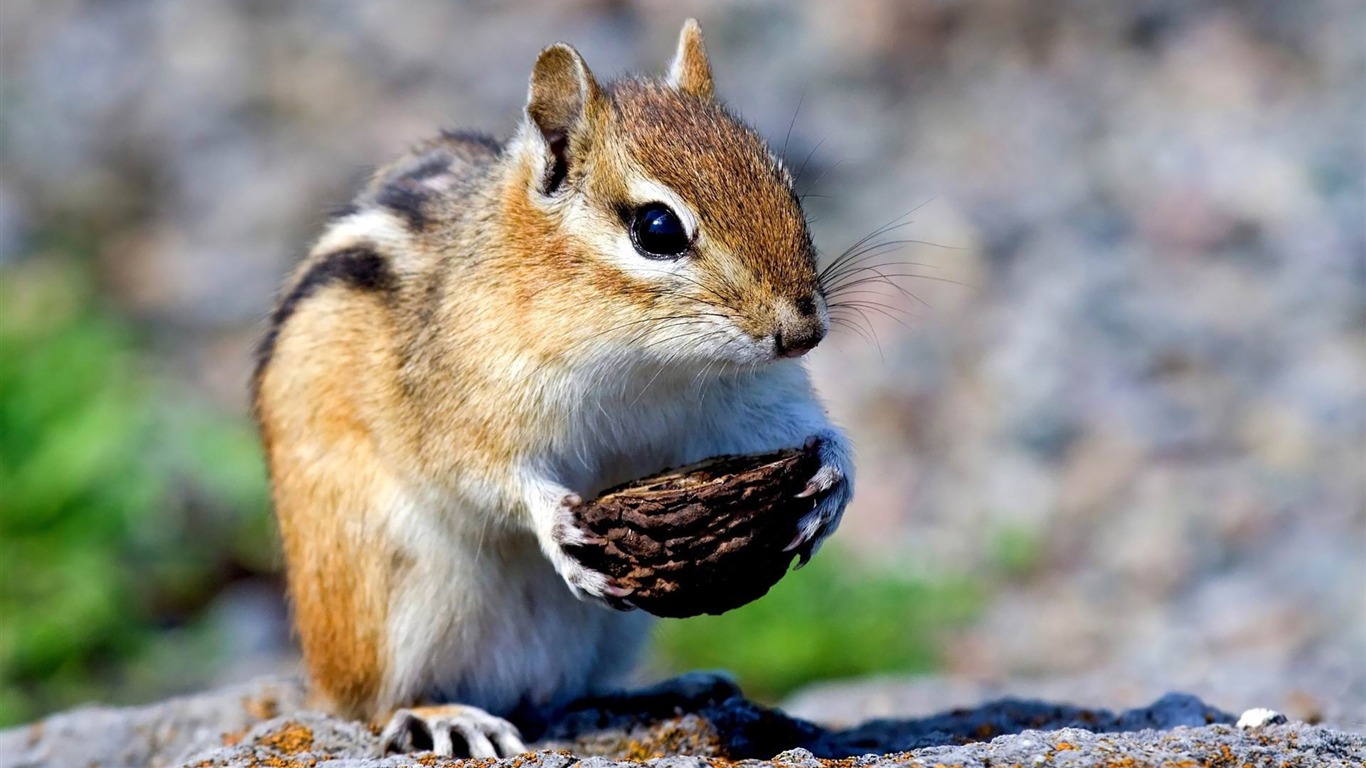 Un écureuil s'invite au petit-déjeuner... et il est trop mignon !