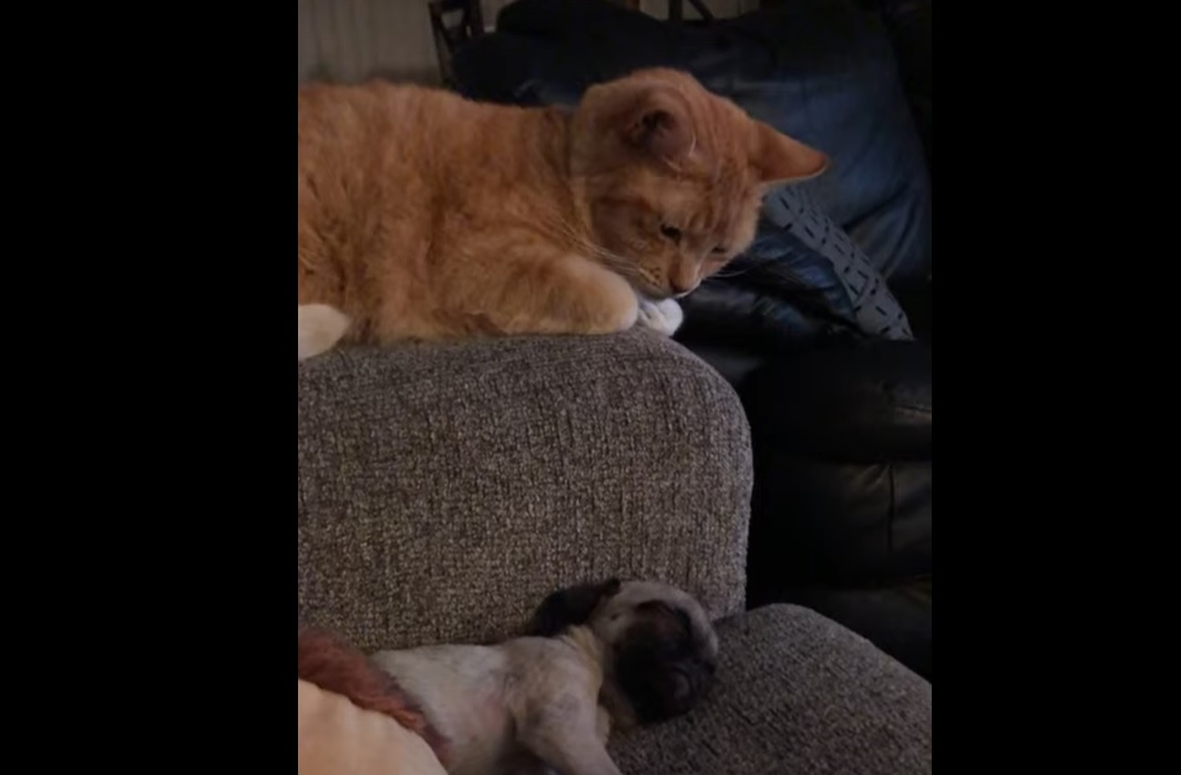 Ce petit chat essaye de réveiller son ami chien... et c'est trop mignon !