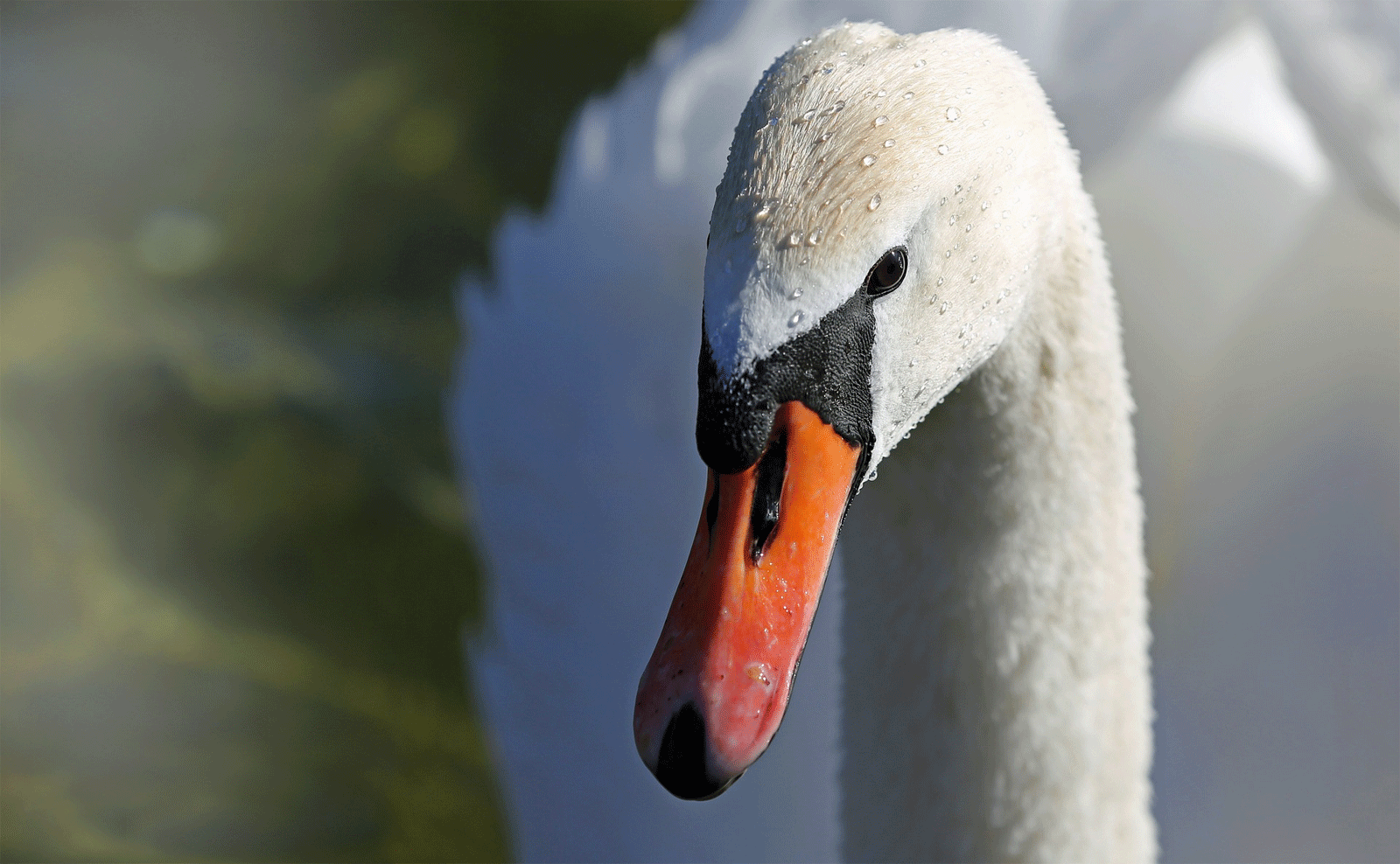 Covid-19 : Ce cygne est très à cheval sur les gestes barrières !