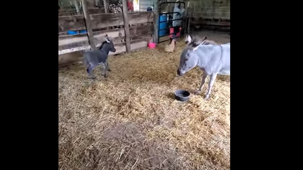 La vidéo cute : Ce jeune ânon est déjà très coquin !