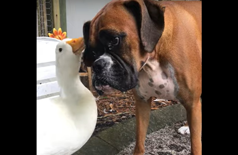 Une surprenante amitié entre un chien... et un canard !