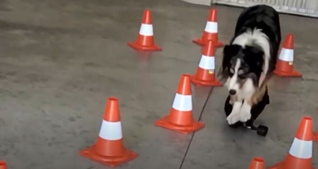 Ce chien est un pro du skateboard... et c'est impressionnant !