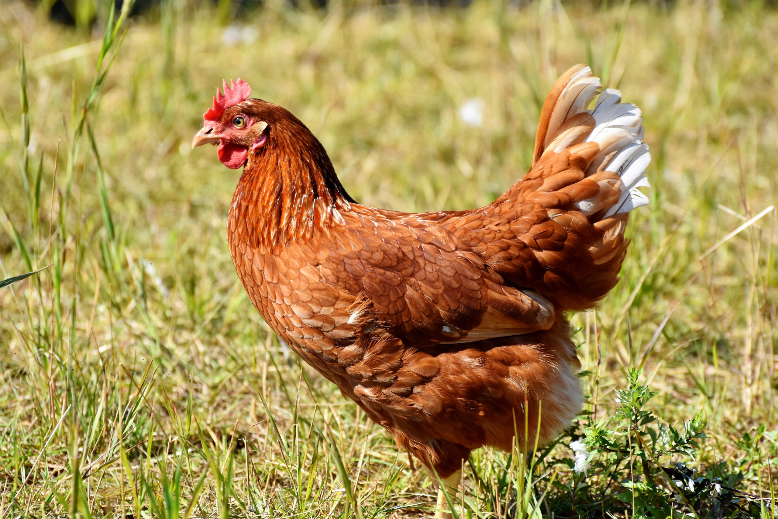 Halloween : Cette poule adore son déguisement... et c'est surprenant !