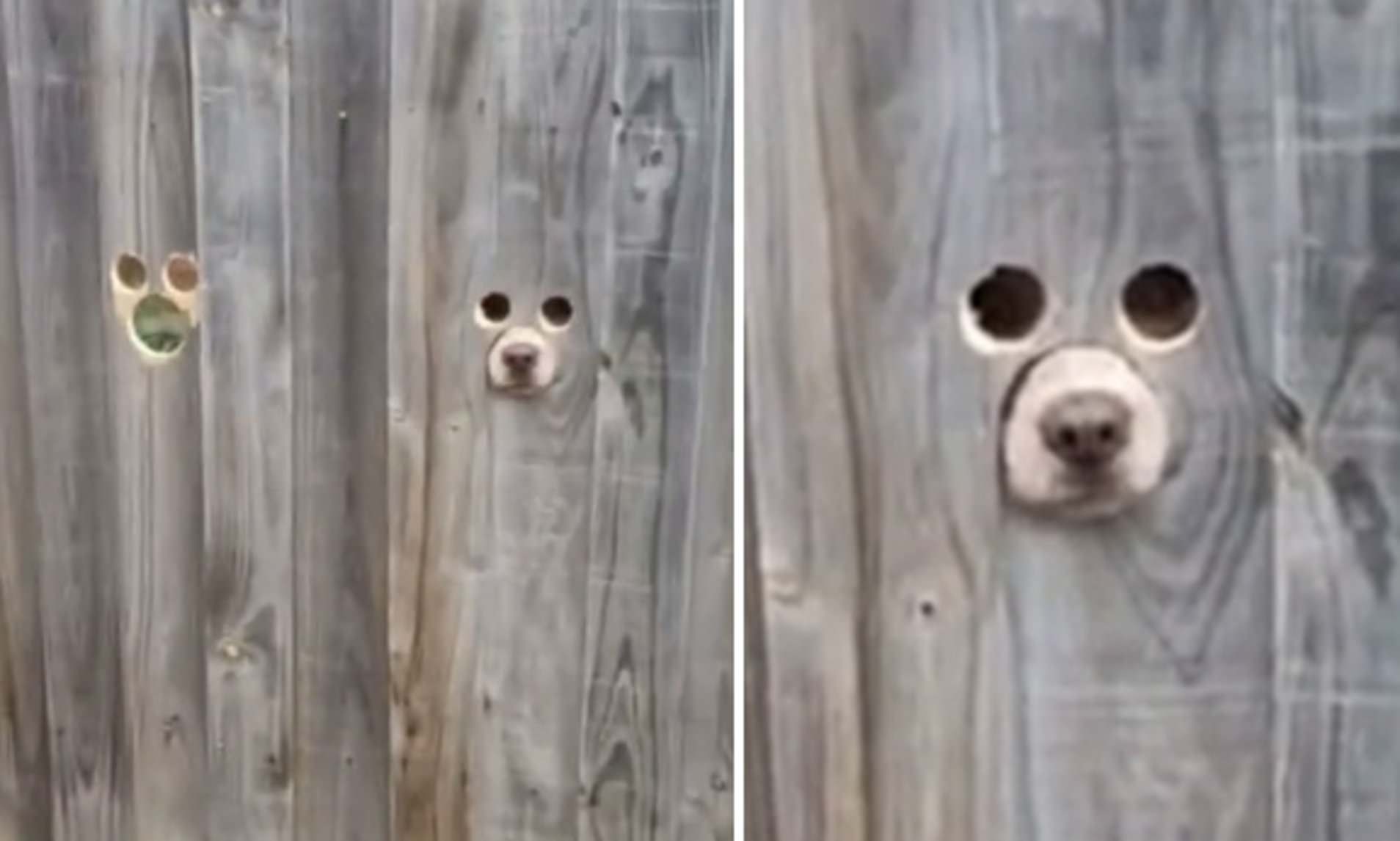 La manière cocasse par laquelle ces chiens regardent à l'extérieur du jardin