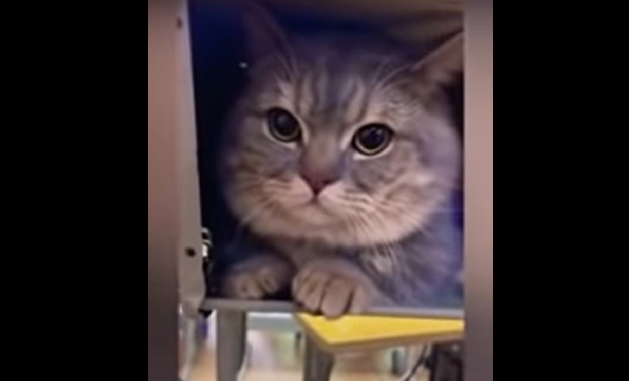 L'adorable réaction de ce petit chat... caché dans une salle de classe !