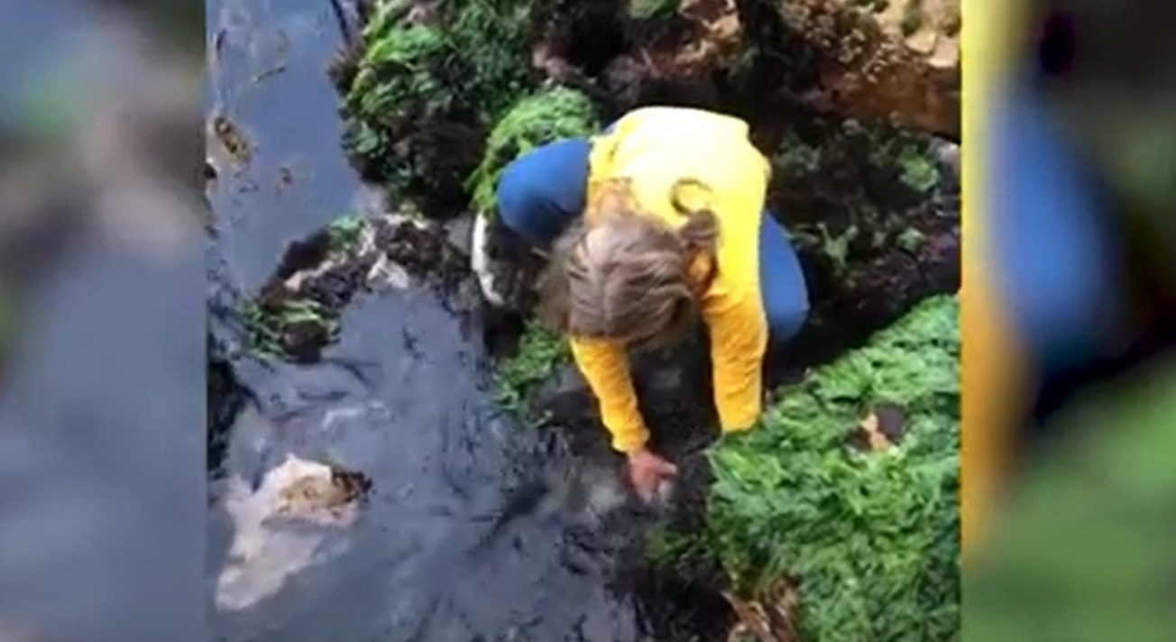 L'incroyable geste de cette petite fille pour sauver un bébé requin