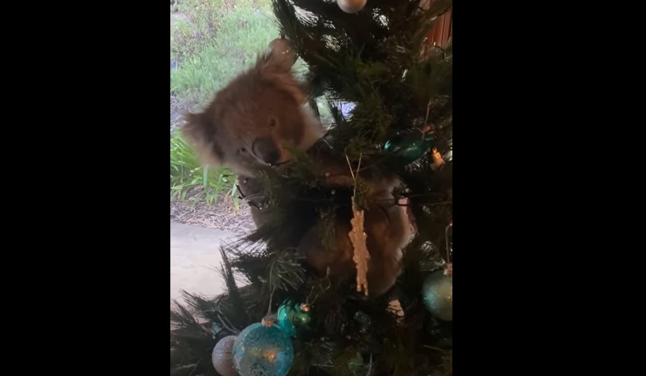 Adorable : elle découvre un koala dans son sapin ! (Noël)