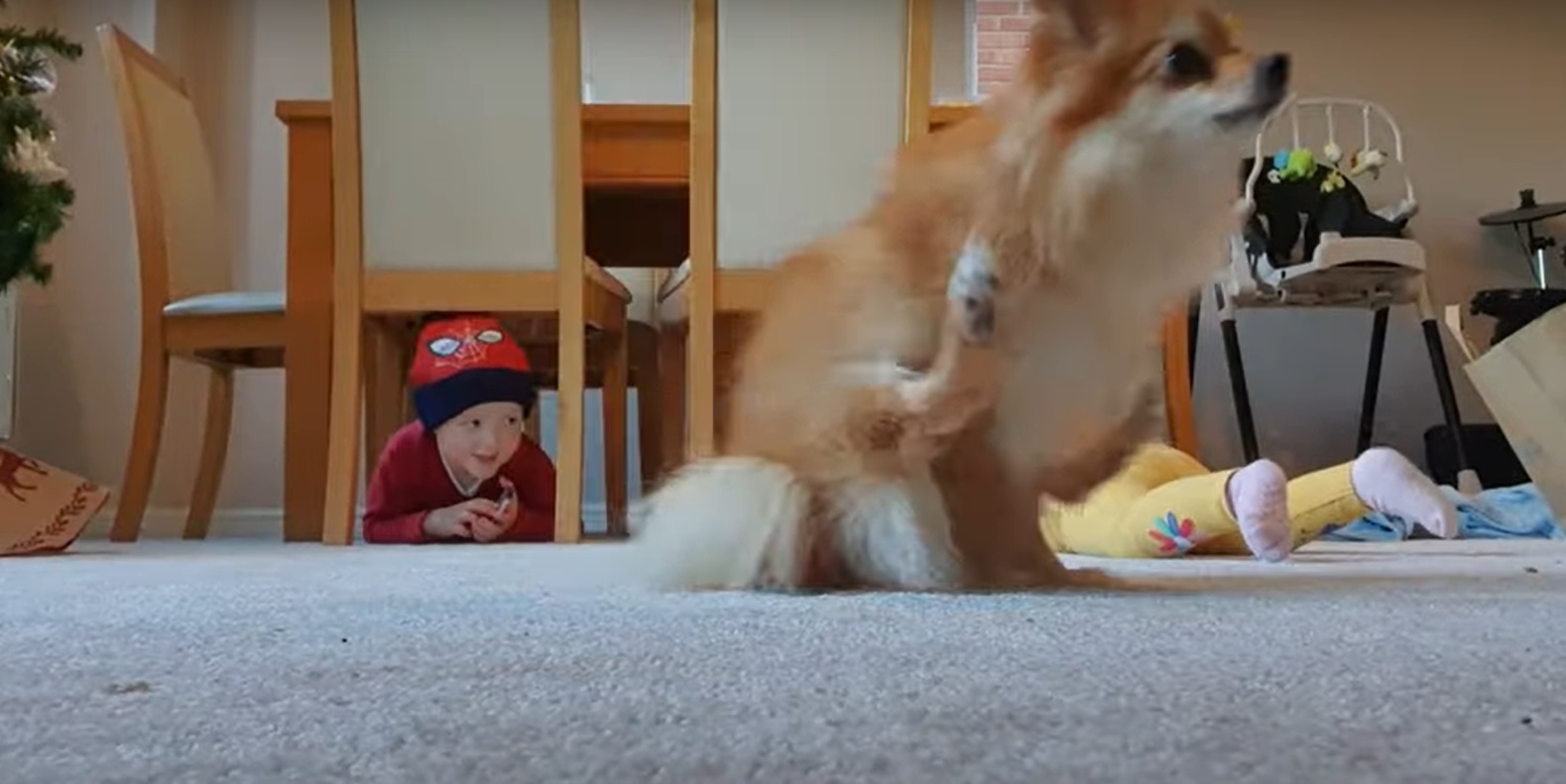 Ce chien tente de voler la vedette au bébé de la famille... et c'est hilarant !