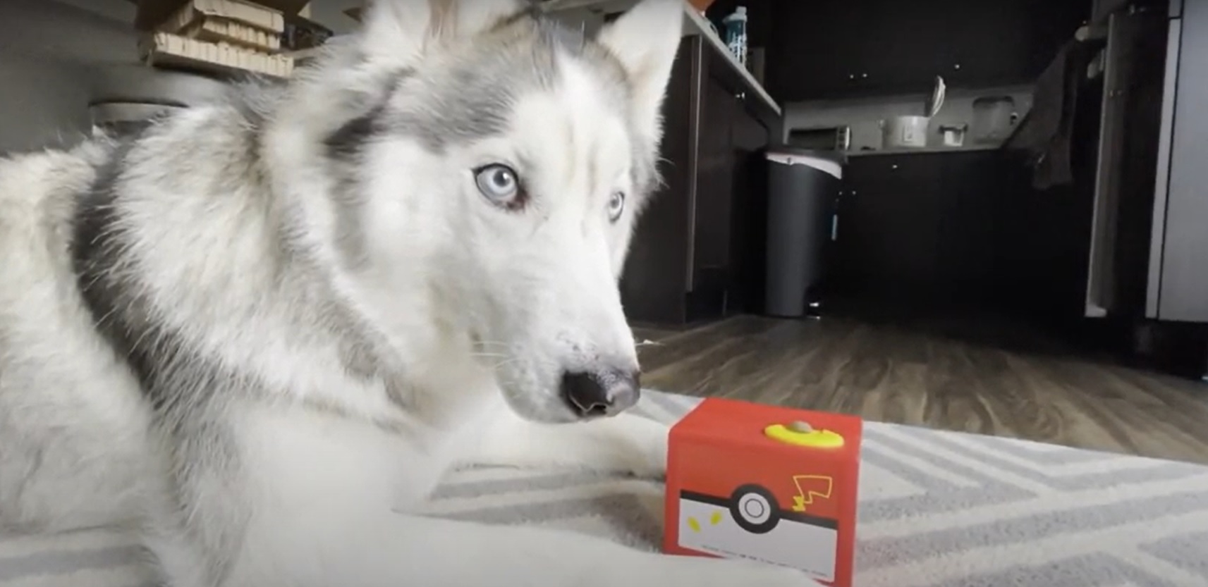 Ce husky se fait voler sa friandise par son jouet... Découvrez sa réaction !