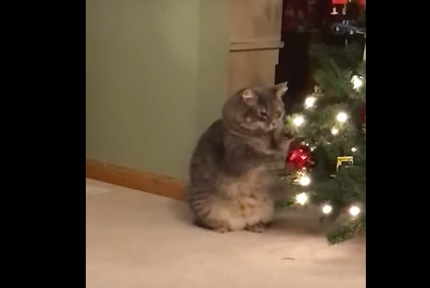 Trop mignon : Ce petit chat s'amuse avec une boule de Noël