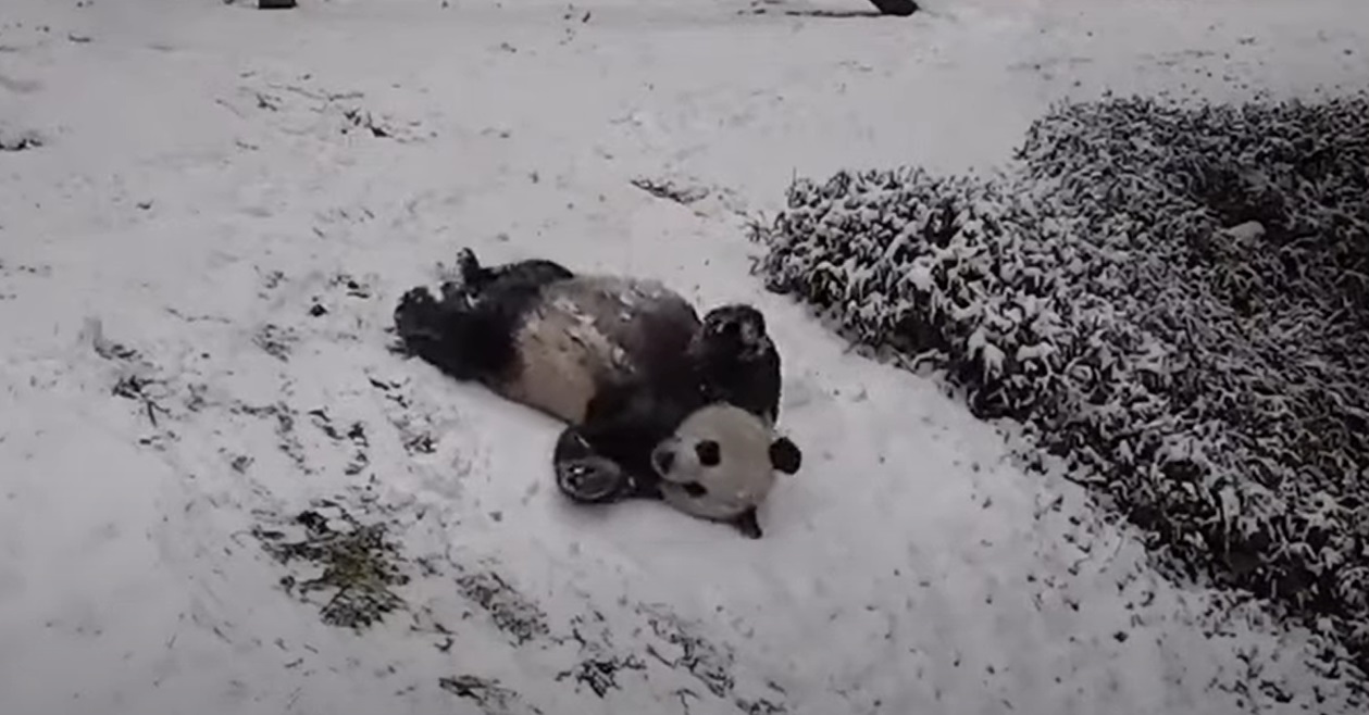 Etats-Unis : Des pandas s'amusent dans la neige... et ils sont tout simplement adorables !